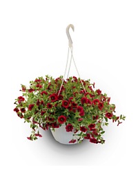 Hanging Red Punch Calibrichoa Petunia Plant
