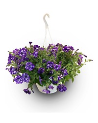 Hanging Purple Night Sky Petunia Plant
