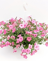 Pink Petunia Hanging Basket