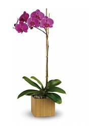 Imperial Orchid Plant