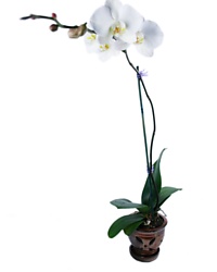 Pure Zen Orchid