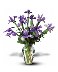 Vase of Iris