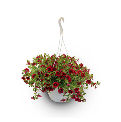 Same Day Flower Delivery - Hanging Red Punch Calibrichoa Petunia Plant