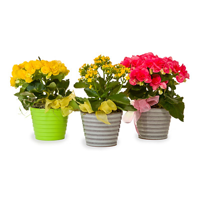 Same Day Flower Delivery - Small Blooming Plant