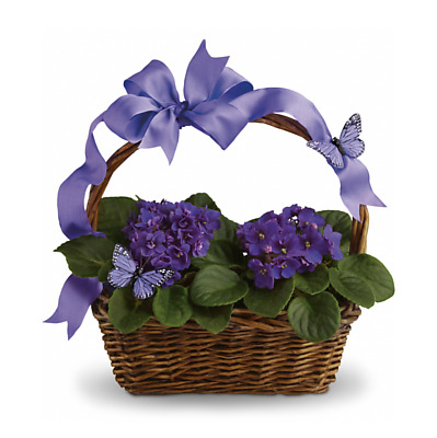 Same Day Flower Delivery - Violets and Butterflies