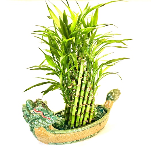 Lucky Bamboo Dragon Planter