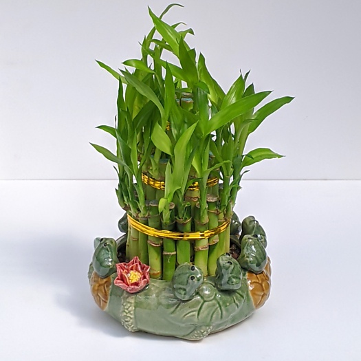 Lucky Bamboo Frog Tower