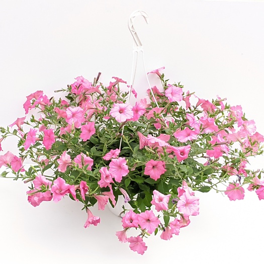 Pink Petunia Hanging Basket