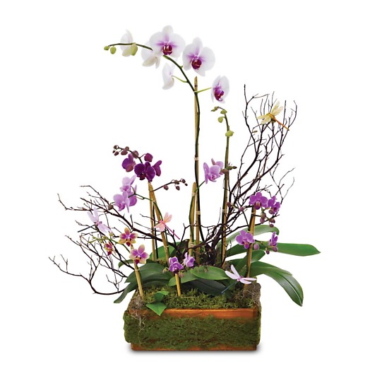 Blooming Orchid Planter