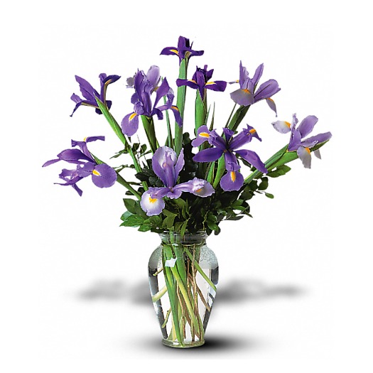 Vase of Iris